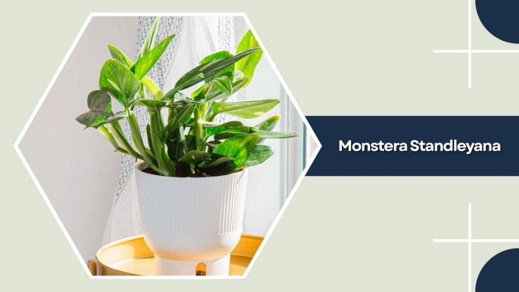 Monstera Standleyana (Five Holes Plant)