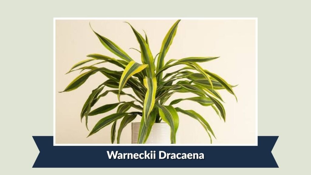 Warneckii Dracaena (Dracaena fragrans 'Warneckii')
