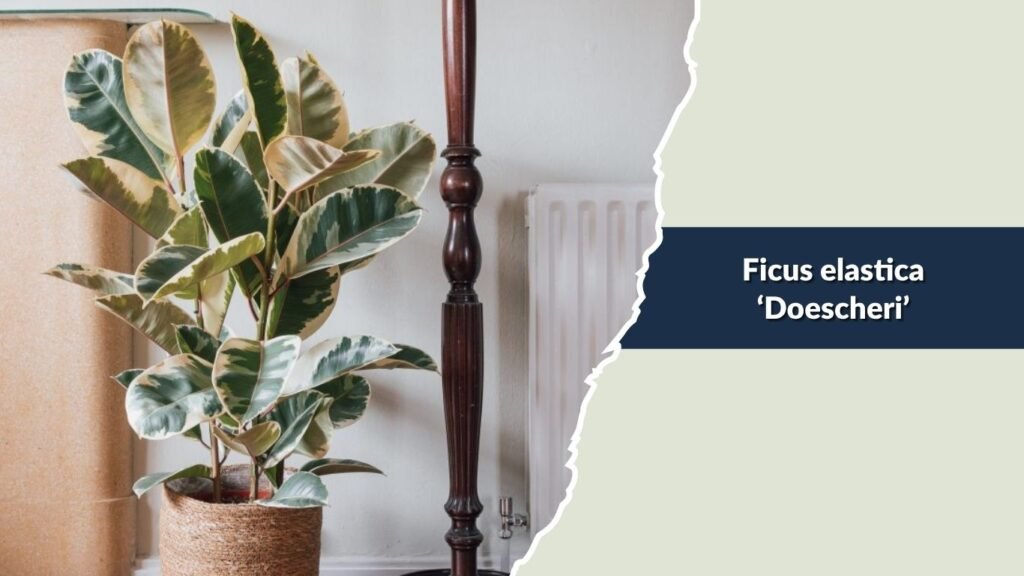 Ficus elastica ‘Doescheri’ (Doescheri Rubber Plant)