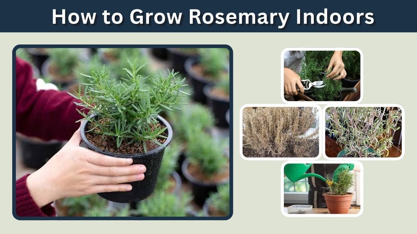 How to Grow Rosemary Indoors: Complete Care Guide