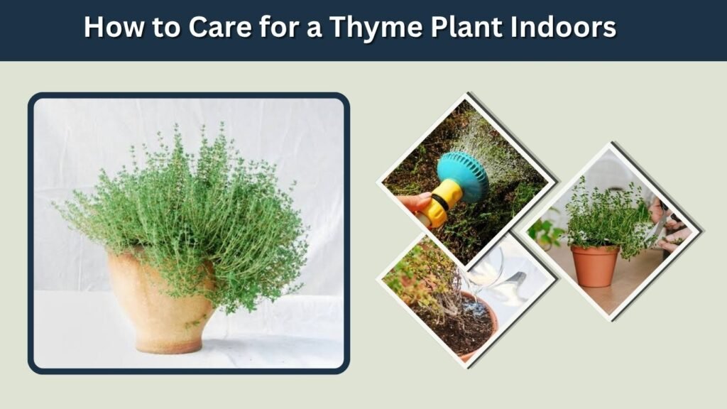 How to Care for a Thyme Plant Indoors