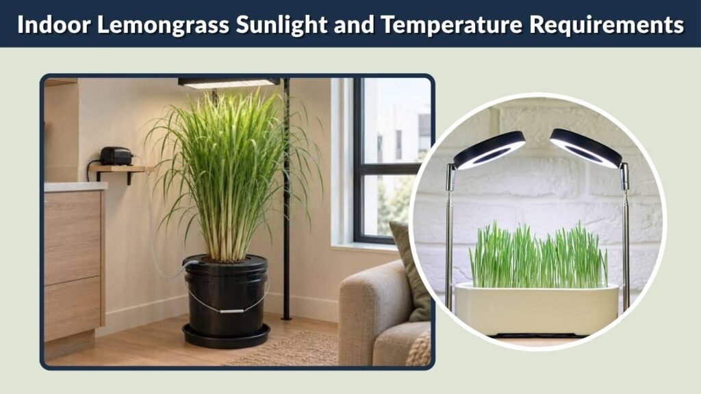 Indoor Lemongrass Sunlight and Temperature Requirements